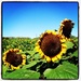 Sunflowers by lisaconrad