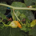 The Pumpkin Vine by genealogygenie