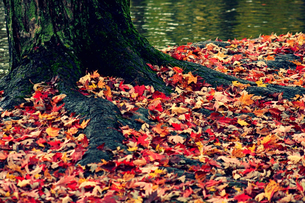 the fallen leaves by edie