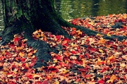 13th Oct 2013 - the fallen leaves
