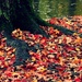 the fallen leaves by edie