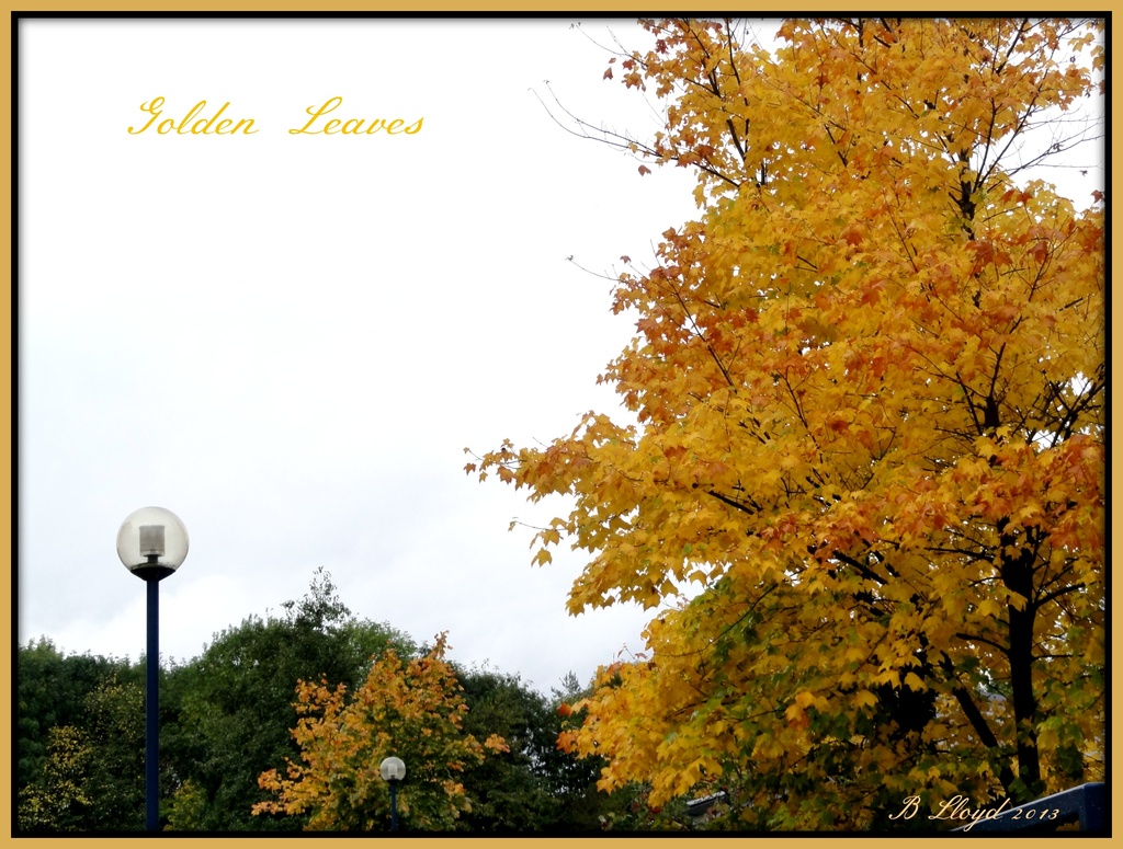 Golden Leaves  by beryl