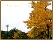 21st Oct 2013 - Golden Leaves 
