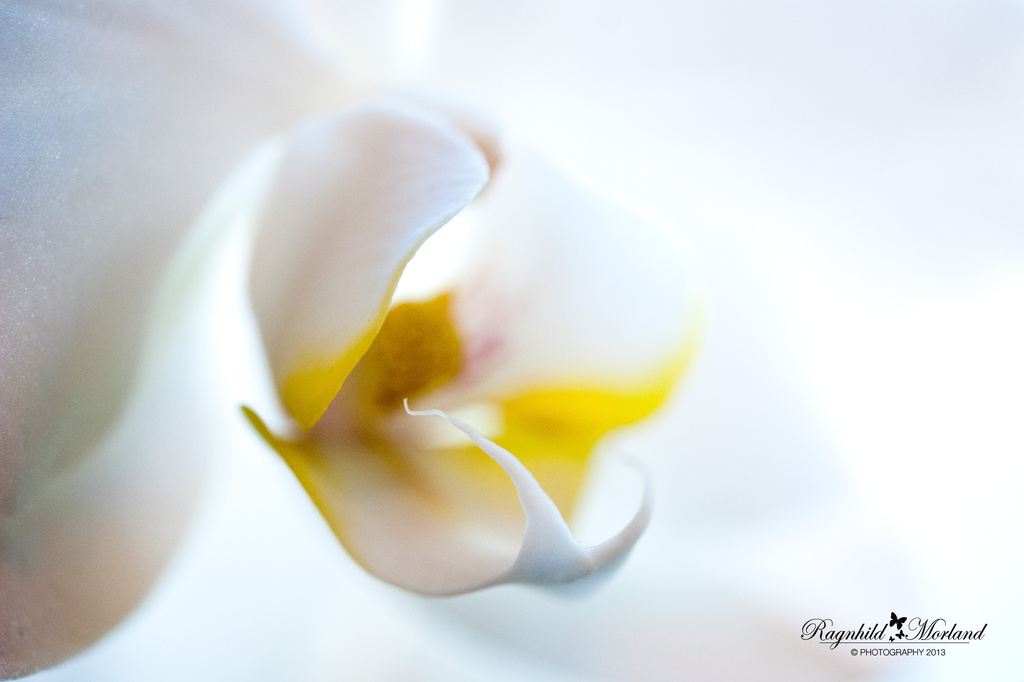 Orchid by ragnhildmorland