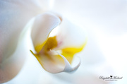 18th Oct 2013 - Orchid