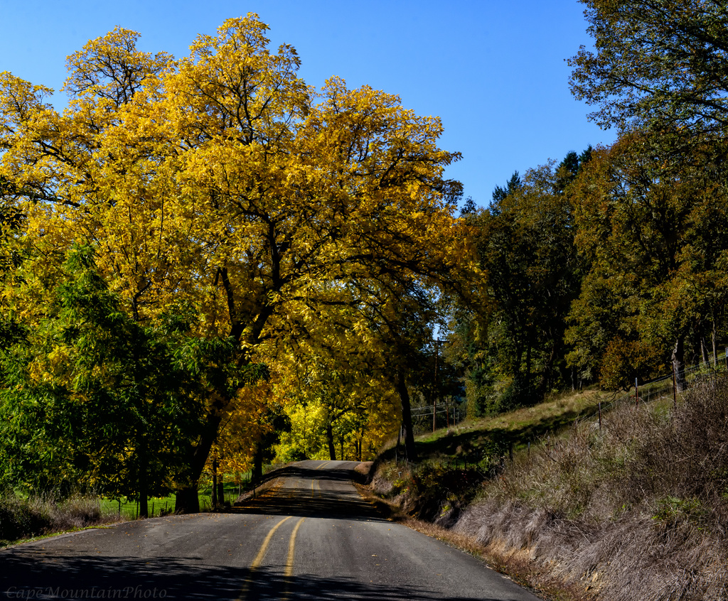 Follow the Yellow Tree  Road by jgpittenger