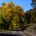 Follow the Yellow Tree  Road by jgpittenger