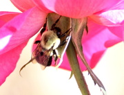 1st Oct 2013 - Bumble Bee 