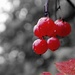 Bokeh & Berries by filsie65