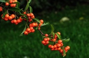 21st Oct 2013 - Pyracantha berries