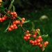 Pyracantha berries by craftymeg