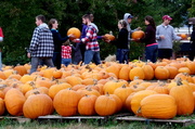 21st Oct 2013 - The Pumpkin Assembly Line