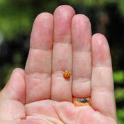 21st Oct 2013 - A Ladybird in the hand is worth two in the bush