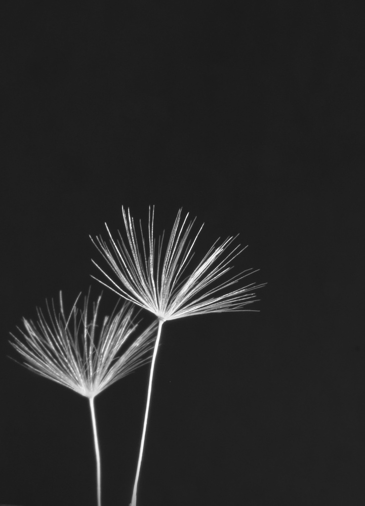 Dandelion Seeds by Allison