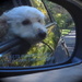 Windblown dog by rosiekerr