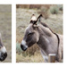 burro by aecasey