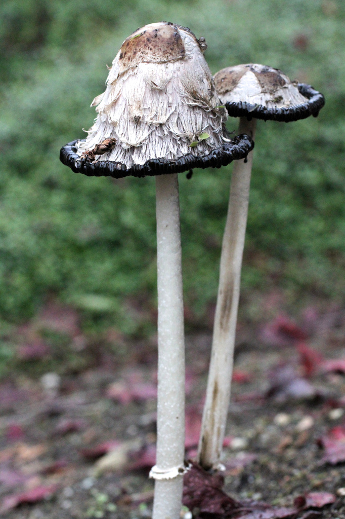 Mushrooms by whiteswan