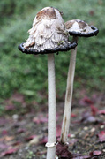 21st Oct 2013 - Mushrooms