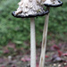 Mushrooms by whiteswan