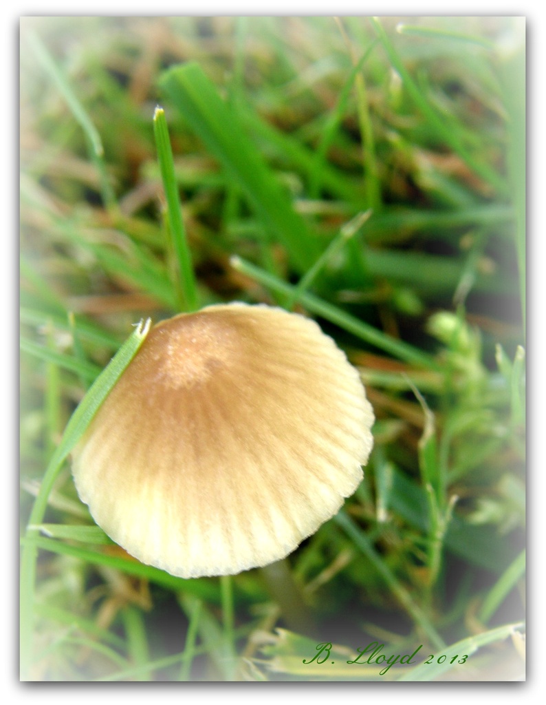 Fungi by beryl