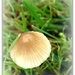 Fungi by beryl