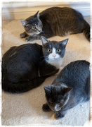 19th Oct 2013 - Three Kitties