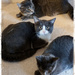 Three Kitties by gardencat