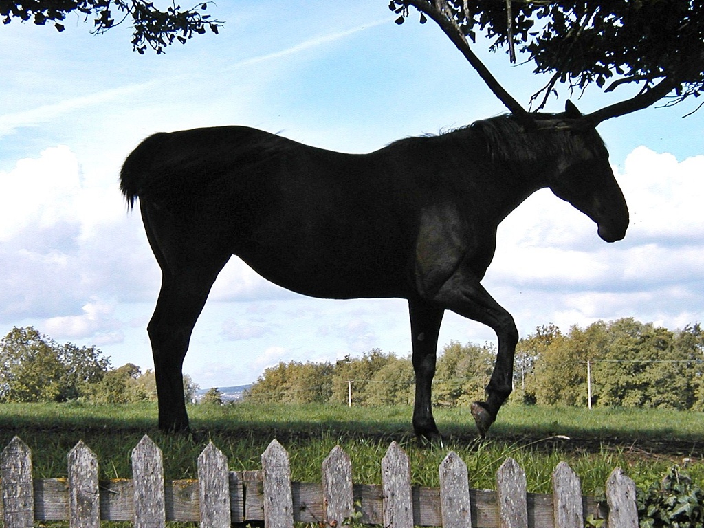 Just a Horsey Silhouette by ladymagpie