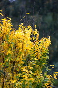 22nd Oct 2013 - Autumnal Colours