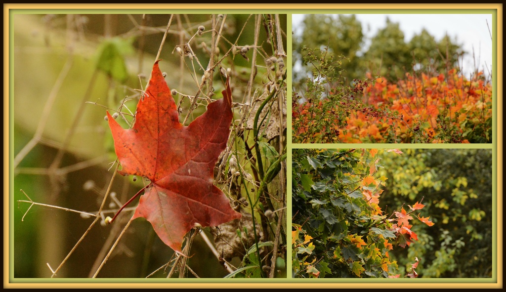 Autumn leaves by rosiekind