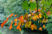 22nd Oct 2013 - Coloured leaves - 22-10