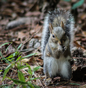 22nd Oct 2013 - Another Squirrel Shot...