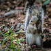 Another Squirrel Shot... by darylo