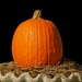 Pumpkin Hatching by lynne5477