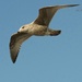 Seagull by alia_801