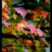 Maple Leaves in Autumn by calm