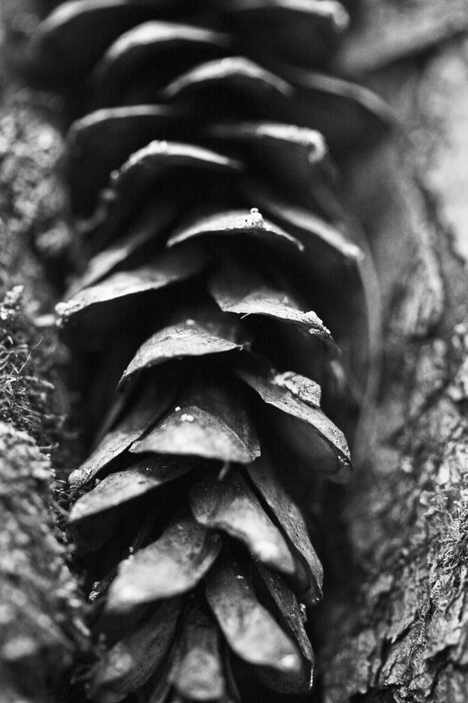 Get-Pushed 66 #1 White Pine Cone by mzzhope