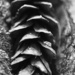 Get-Pushed 66 #1 White Pine Cone by mzzhope