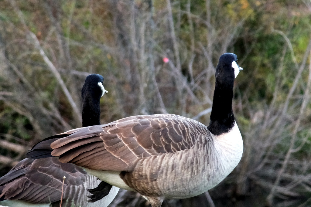 Geese Lake by linnypinny