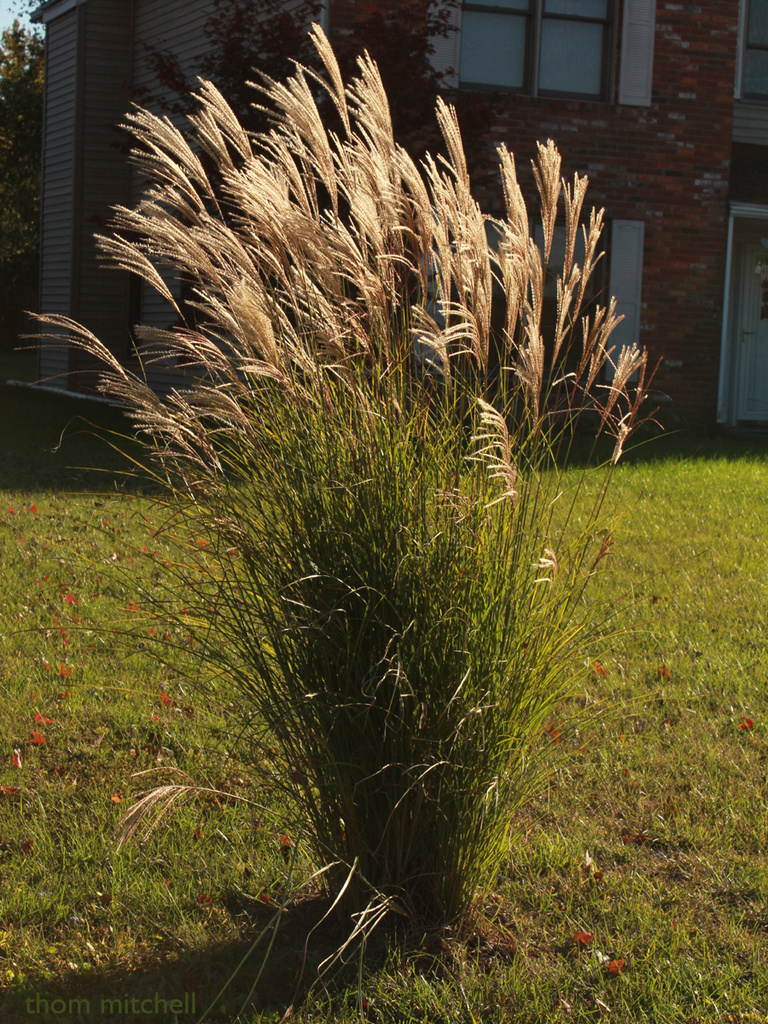 “Miscanthus sinensis” by rhoing
