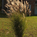 “Miscanthus sinensis” by rhoing