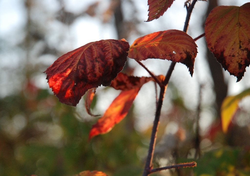Signs of Fall by farmreporter