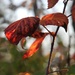 Signs of Fall by farmreporter