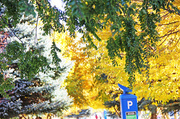 22nd Oct 2013 - Autumn Colour in Salt Lake City