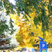 Autumn Colour in Salt Lake City by hjbenson