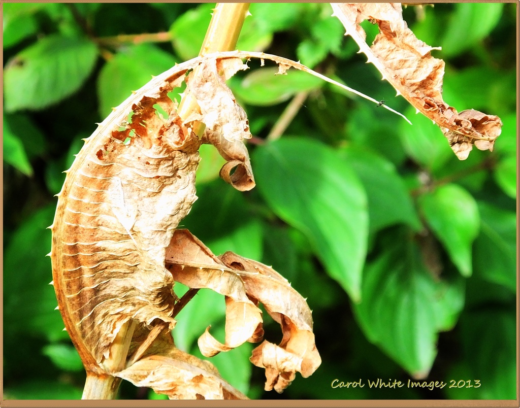 Teasel Leaf by carolmw