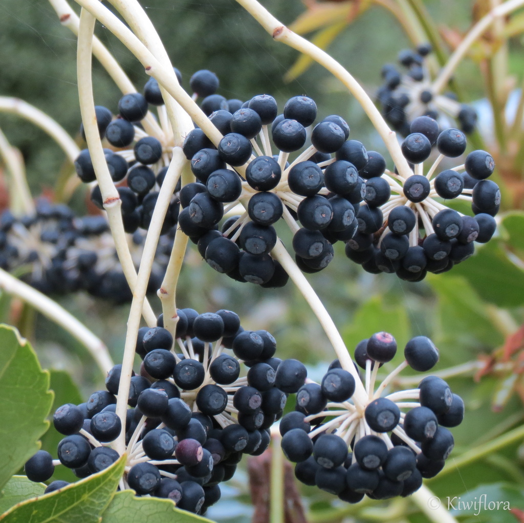 Fatsia japonica berries by kiwiflora