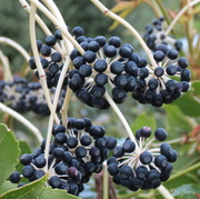 24th Oct 2013 - Fatsia japonica berries