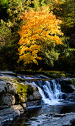 23rd Oct 2013 - Fall Color At Vincent Creek 