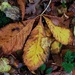 Autumn leaf by craftymeg